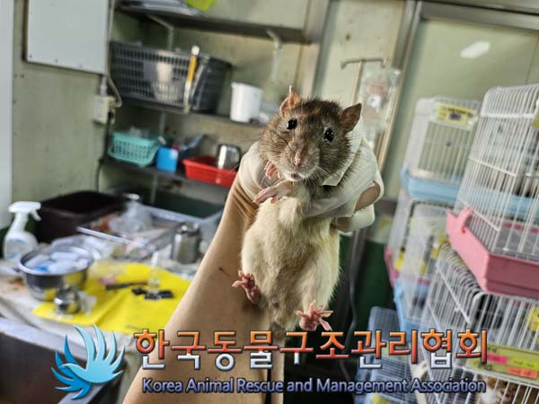 보호중 랫트의 가족…